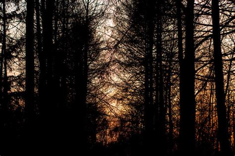 "Night Trees" Images – Browse 113 Stock Photos, Vectors, and Video ...