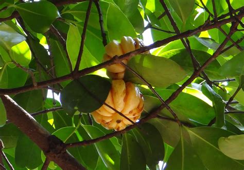 Garcinia Cambogia Fruit Tree - Garcinia Cambogia Hanging From A Tree In ...