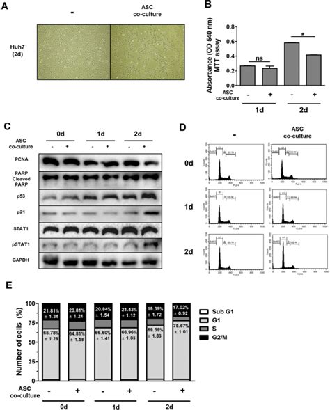 Indirect Co Culture With Ascs Induces Cell Cycle Arrest In Huh7 Cells