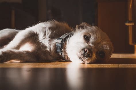 Imagens Cachorro Shih Tzu - 5