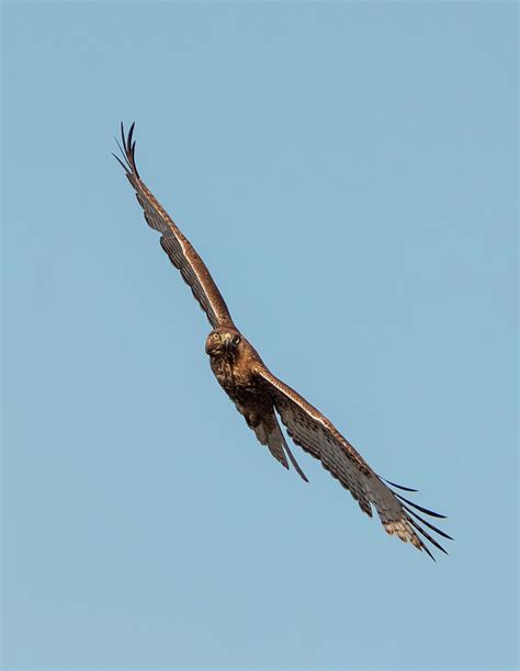 Hawk Banking Left Photograph By Loree Johnson Pixels