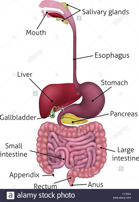 Gastrointestinal/Digestive System | Human digestive system, Digestive ...