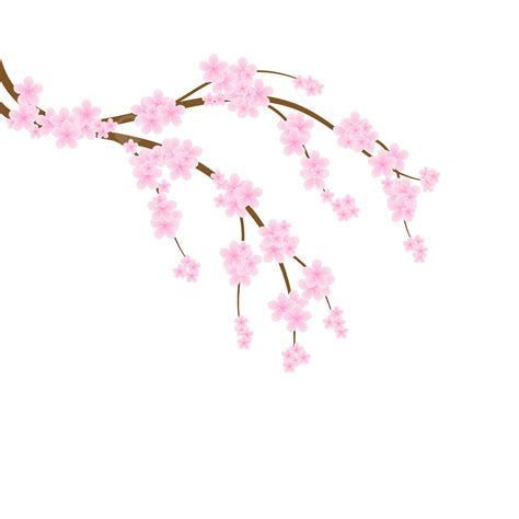 Cherry Blossom Card Vector Art Png Cherry Blossoms Transparent