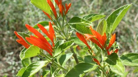 Muicle una planta medicinal mexicana México Desconocido Plantas