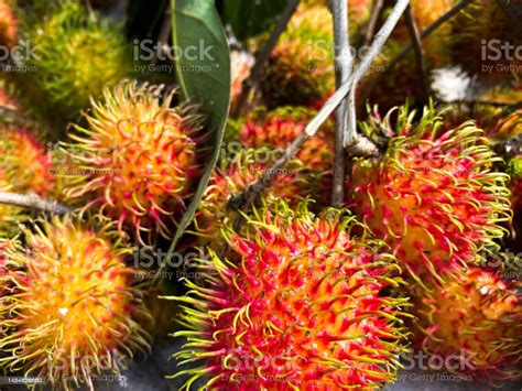 Red Ripe Rambutans Fruits Indonesian Fruit With Hairy Skin Sweet