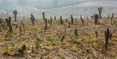 The Cost Of Deforestation A Global Crisis The Naked Chemist