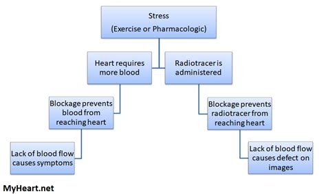 Cardiac Stress Test Types