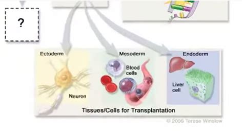 6 Important Facts About Stem Cell Research - HRF