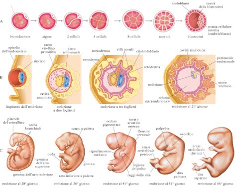 Embriogenesi Enciclopedia Treccani