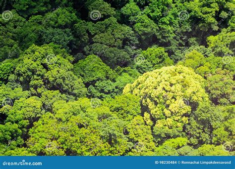 Aerial View Of Forest Stock Photo Image Of Canopy Rural 98230484