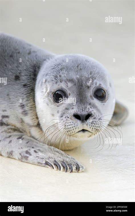 Orphaned Common Seal Harbour Seal Phoca Vitulina Orphan Pup At The