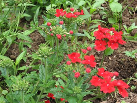 Verbenas How To Grow And Care For Verbena Plants Garden Helper Gardening Questions And Answers