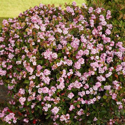 The 7 Best Drought Tolerant Shrubs For Hot Climates