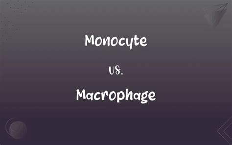 Monocyte vs. Macrophage: What’s the Difference?