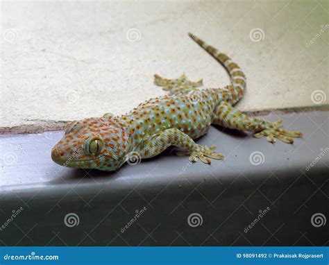 Thailand Gecko Smile Stock Photo Image Of Skin Texture 98091492