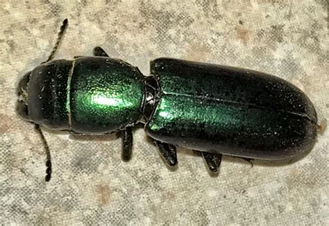 bark beetle signs       healthy trees whats