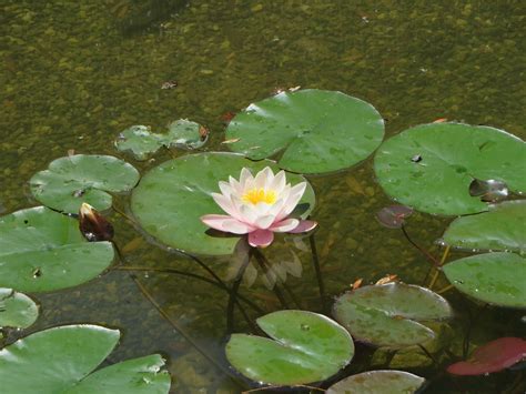 Water Water Lilies Pond Lily Pads Wallpapers Hd Desktop And Mobile