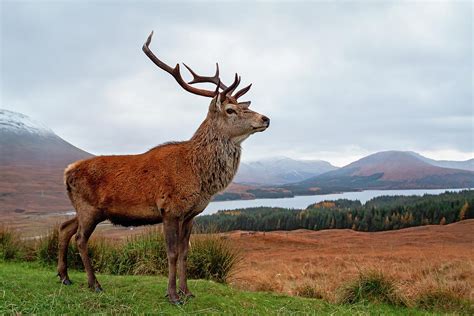 Scottish Red Deer Stag Glencoe Photograph By Grant Glendinning Pixels