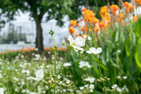 ARIES inaugura Jardins Filtrantes e obras de requalificação do Parque