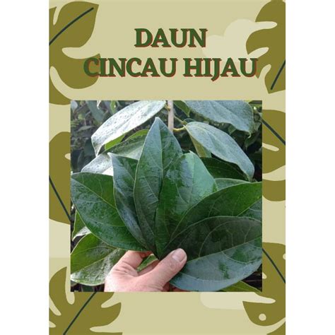 Jual DAUN CINCAU HIJAU SEGAR 1 KG LANGSUNG PETIK Shopee Indonesia