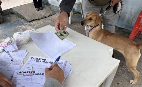 Inscri Es Para Castra O Gratuita De C Es E Gatos Em Po Poder O Ser