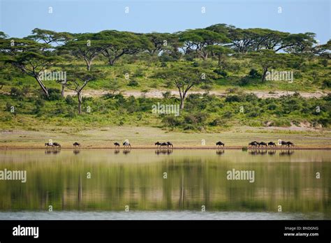 Wildebeest Migration, Lake Ndutu, Serengeti Ecosystem, Tanzania Stock ...