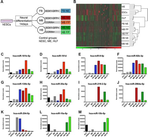 Expression Of Mirnas In Hesc Derived Neural Progenitors A The Download Scientific Diagram