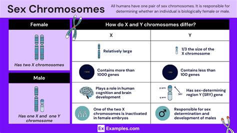 Chromosome Definition Structure Functions Types In Humans