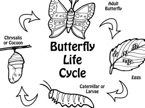 butterfly life cycle clipart black and white - Clipground