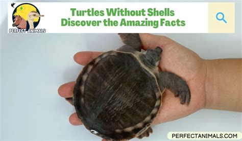 Turtles Without Shells Discover The Amazing Facts Perfect Animals