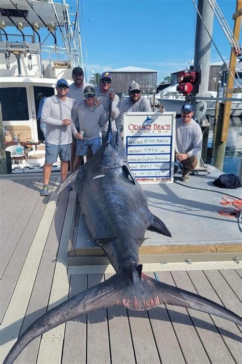 Record Blue Marlin Caught Gulf Of Mexico