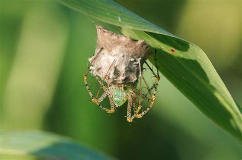 Green Lynx Spider With Egg Sac Spotted! - Steve Creek Wildlife Photography