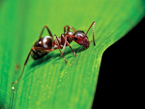 12 Types Of Critters You Find In Your Compost And How They Help Fine