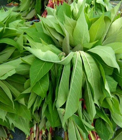 Side Effects And Amazing Health Benefits Of Cassava Leaves Nigerian Health Blog