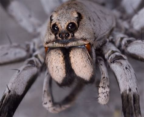 spider anatomy chelicerae fangs  pedipalps explained spider