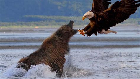 Big Bear Has A Fight With Eagle Youtube