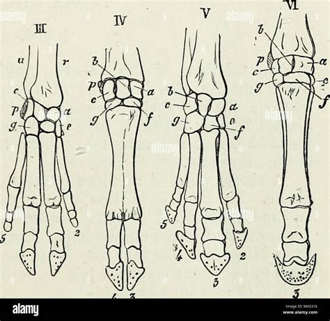 Elements Of Comparative Anatomy Stock Photo Alamy