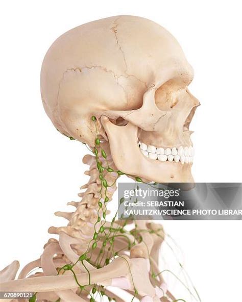 Lymph Node 3d Render Photos And Premium High Res Pictures Getty Images