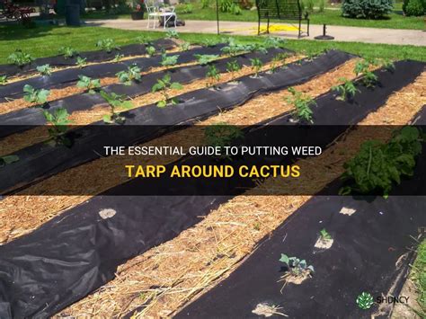 The Essential Guide To Putting Weed Tarp Around Cactus Shuncy