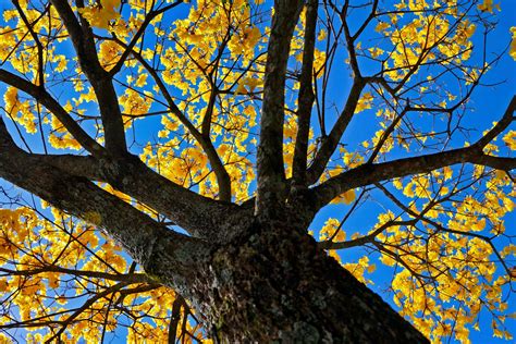 Handroanthus Chrysotrichus Rewild Brazil The Brazilian Plantfinder