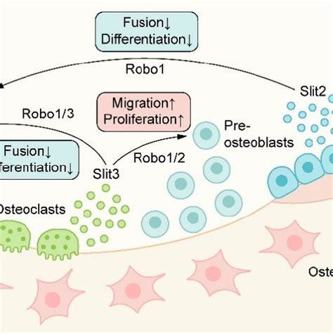 The Role Of Slit Robo Signaling In Metabolic Bone Coupling Slit2 3