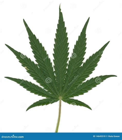 Leaf Of Cannabis Sativa Stock Photography | CartoonDealer.com #14645510