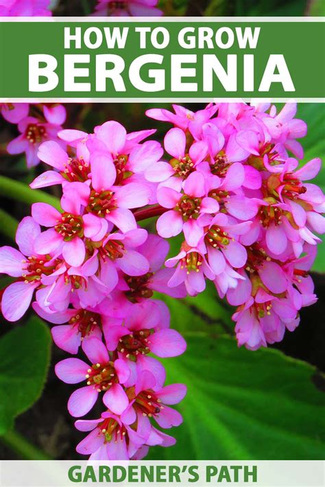 How to Grow Bergenia Flowers | Gardener’s Path