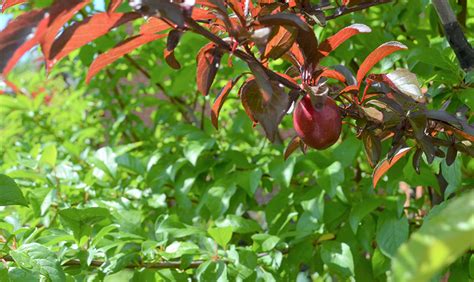 Tree of 40 Fruit blooming once again