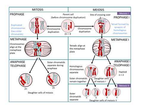 Module 5 Heredity Beginners Guide To Year 12 Biology