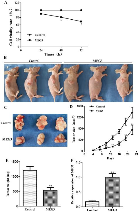 Involvement Of Endoplasmic Reticulum Stress And P In Lncrna Meg