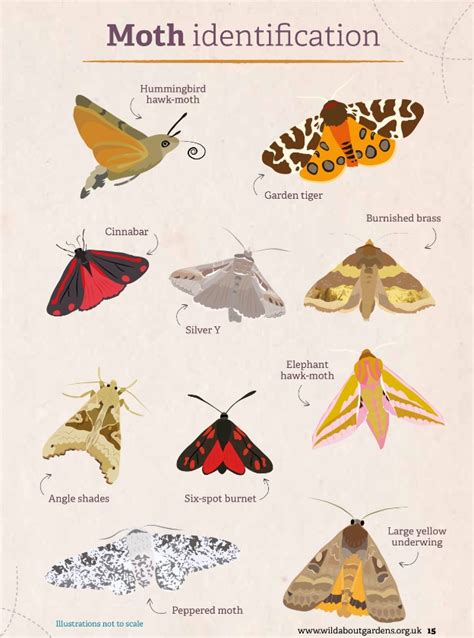 Moth Larvae Identification Chart