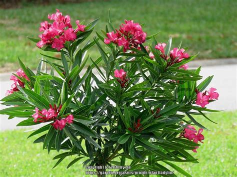 Oleanders Plant Care And Collection Of Varieties