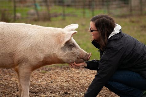 Do Pigs Eat Humans? (Answered) – Nature Blog Network