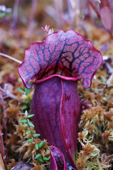 Coolest Looking Carnivorous Plant at Gabriel Higgins blog